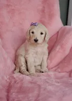 Lavender, a female Goldendoodle for sale in Mesa, AZ – Photo 1 of 4