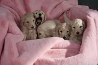 Lavender, a female Goldendoodle for sale in Mesa, AZ – Photo 2 of 4