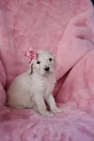 Cherry, a female Goldendoodle for sale in Mesa, AZ – Photo 1 of 4