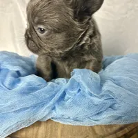 Fluffy Versace, a male French Bulldog for sale in Mount Vernon, IL – Photo 5 of 6