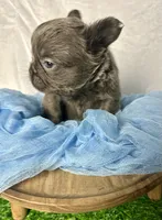 Fluffy Versace, a male French Bulldog for sale in Mount Vernon, IL – Photo 3 of 10