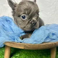 Fluffy Versace, a male French Bulldog for sale in Mount Vernon, IL – Photo 4 of 6