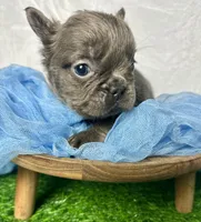 Fluffy Versace, a male French Bulldog for sale in Mount Vernon, IL – Photo 2 of 10
