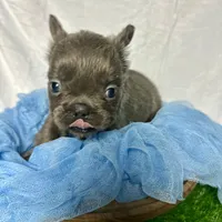 Fluffy Versace, a male French Bulldog for sale in Mount Vernon, IL – Photo 3 of 6