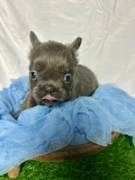 Fluffy Versace, a male French Bulldog for sale in Mount Vernon, IL – Photo 1 of 10