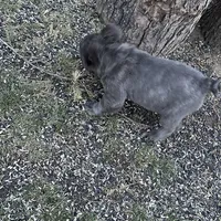 Fluffy Versace, a male French Bulldog for sale in Mount Vernon, IL – Photo 2 of 6