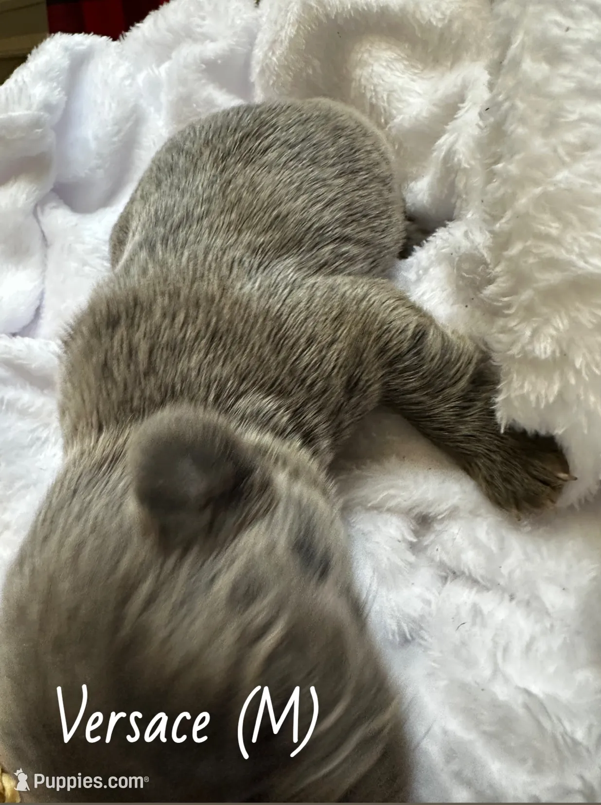 Fluffy Versace, a male French Bulldog for sale in Mount Vernon, IL – Photo 8 of 10