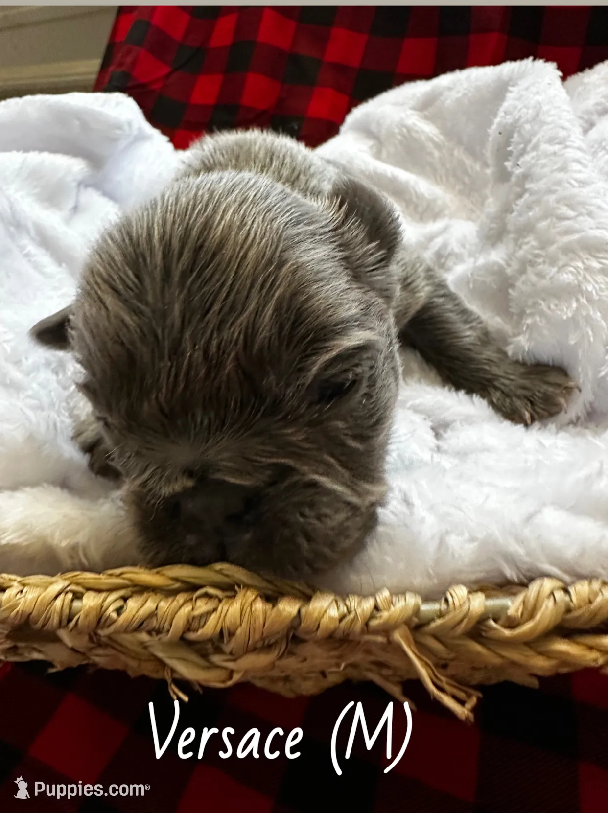 Fluffy Versace, a male French Bulldog for sale in Mount Vernon, IL – Photo 9 of 10