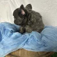 Fluffy Versace, a male French Bulldog for sale in Mount Vernon, IL – Photo 6 of 6