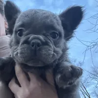 Fluffy Versace, a male French Bulldog for sale in Mount Vernon, IL – Photo 1 of 6