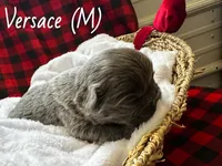 Fluffy Versace, a male French Bulldog for sale in Mount Vernon, IL – Photo 7 of 10