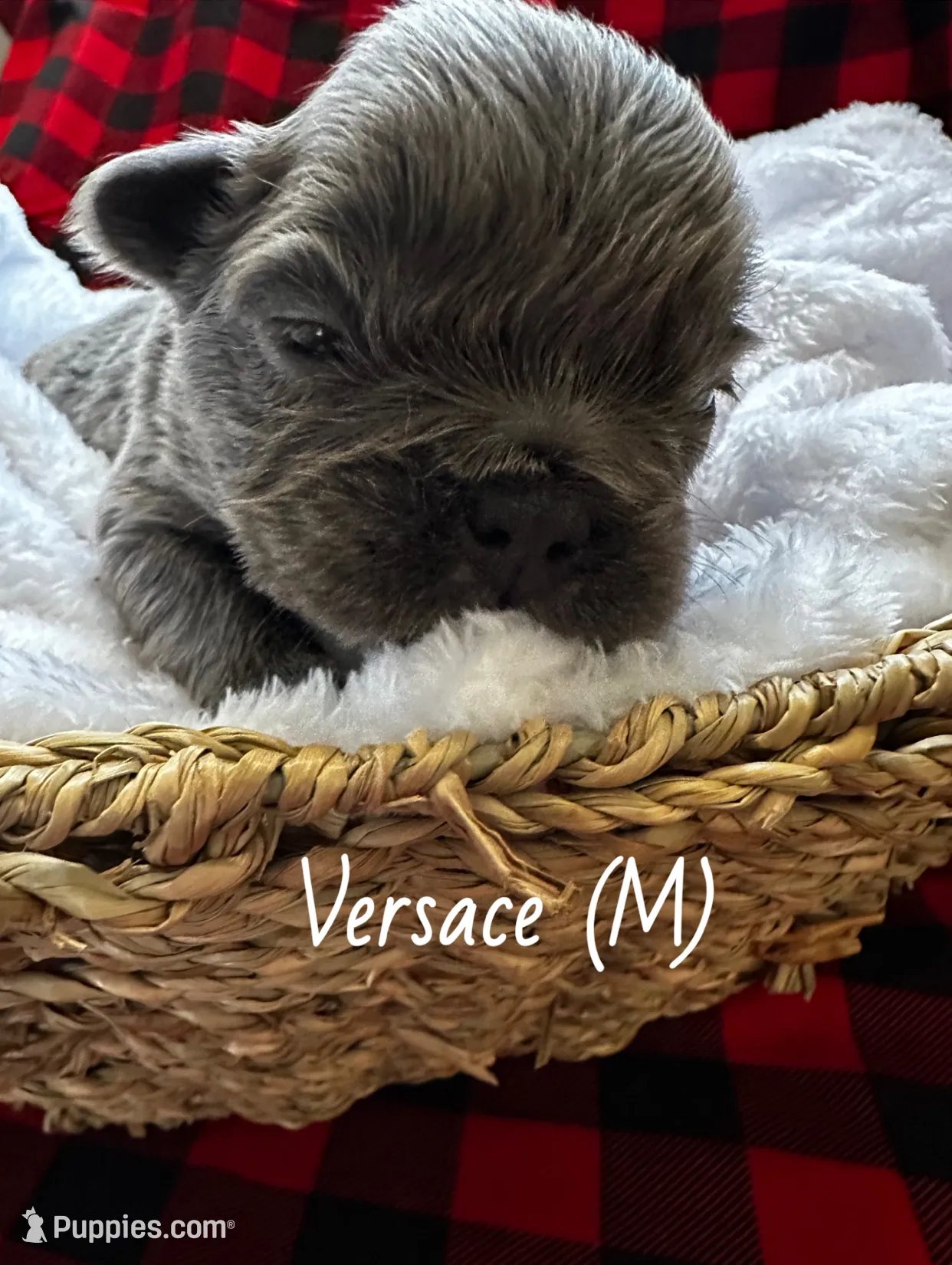 Fluffy Versace, a male French Bulldog for sale in Mount Vernon, IL – Photo 10 of 10