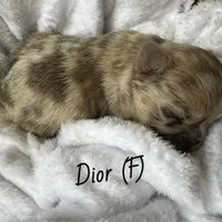 Fluffy Dior, a female French Bulldog for sale in Mount Vernon, IL – Photo 9 of 9