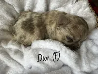 Fluffy Dior, a female French Bulldog for sale in Mount Vernon, IL – Photo 6 of 10