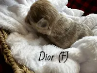 Fluffy Dior, a female French Bulldog for sale in Mount Vernon, IL – Photo 8 of 10