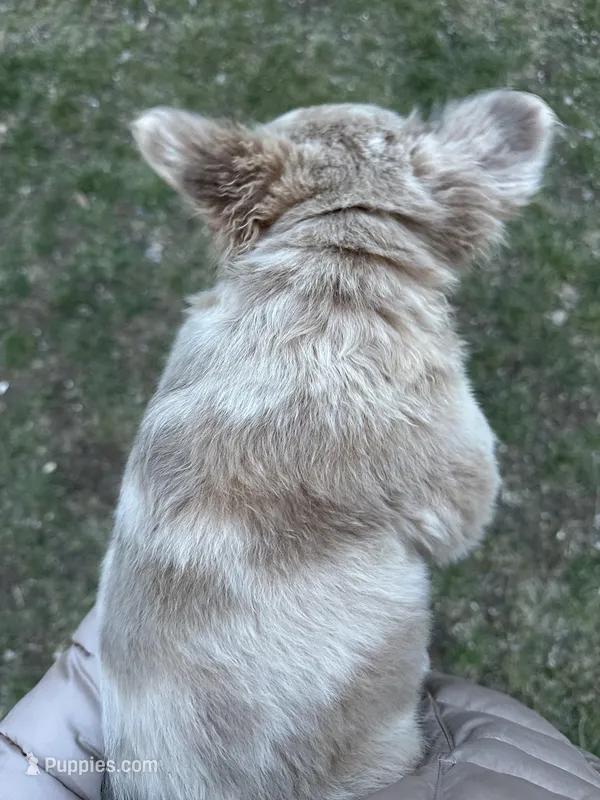 Fluffy Dior – French Bulldog puppy for sale in Mount Vernon, IL