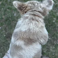 Fluffy Dior, a female French Bulldog for sale in Mount Vernon, IL – Photo 1 of 9