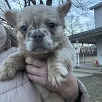 Fluffy Dior, a female French Bulldog for sale in Mount Vernon, IL – Photo 2 of 9