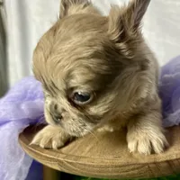 Fluffy Dior, a female French Bulldog for sale in Mount Vernon, IL – Photo 6 of 9