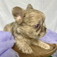 Fluffy Dior, a female French Bulldog for sale in Mount Vernon, IL – Photo 5 of 9