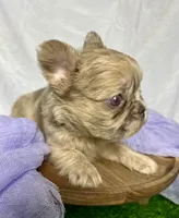 Fluffy Dior, a female French Bulldog for sale in Mount Vernon, IL – Photo 2 of 10