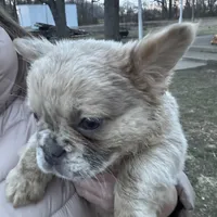 Fluffy Dior, a female French Bulldog for sale in Mount Vernon, IL – Photo 3 of 9