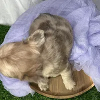 Fluffy Dior, a female French Bulldog for sale in Mount Vernon, IL – Photo 8 of 9