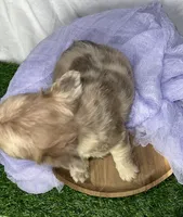 Fluffy Dior, a female French Bulldog for sale in Mount Vernon, IL – Photo 5 of 10