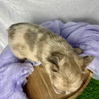 Fluffy Dior, a female French Bulldog for sale in Mount Vernon, IL – Photo 7 of 9