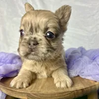 Fluffy Dior, a female French Bulldog for sale in Mount Vernon, IL – Photo 4 of 9