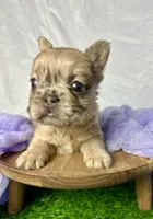 Fluffy Dior, a female French Bulldog for sale in Mount Vernon, IL – Photo 1 of 10