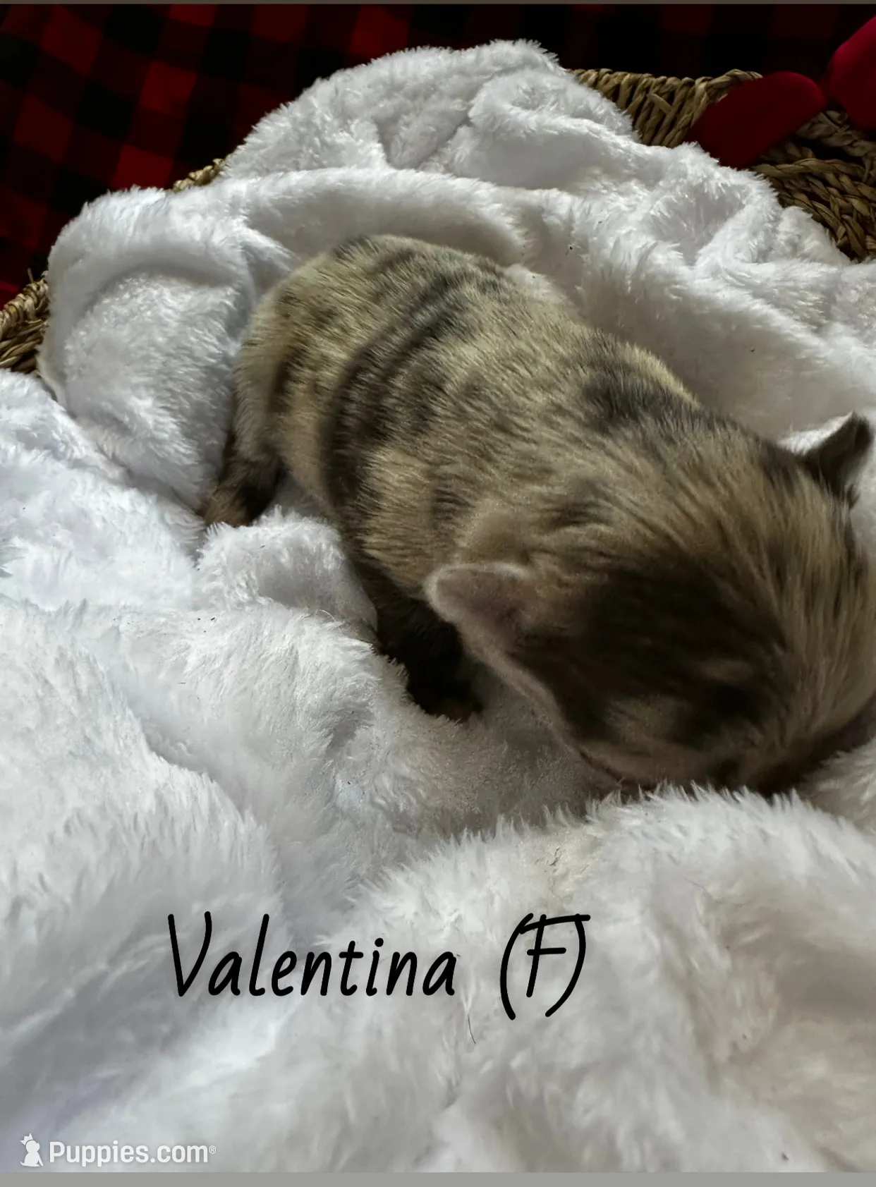 processed/04981f49-a1b5-41a5-b8f1-60f81cb0e45c/listing/6ef6b159-6a53-48de-a319-b70db6f2a7f4/fa863494-e22a-4495-b8c5-43e1ca3d7d8e