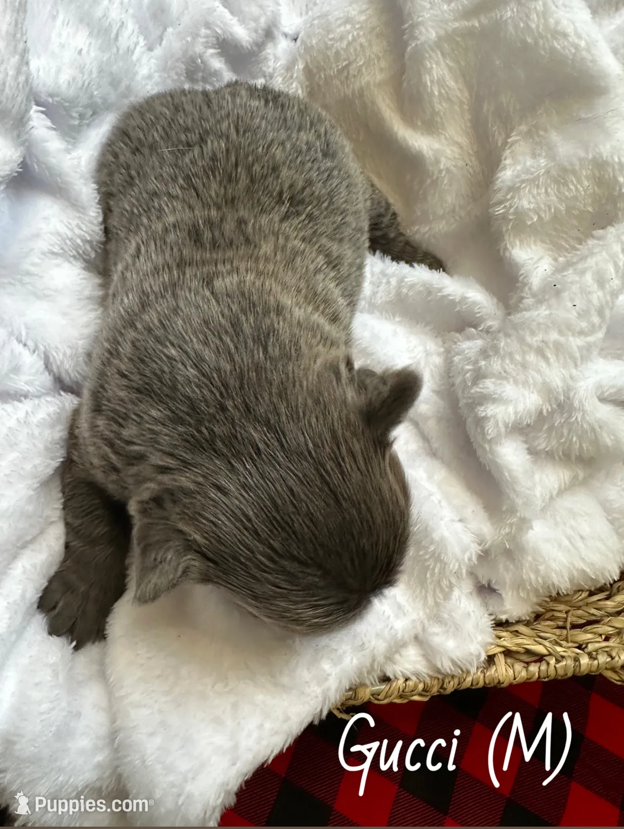 Fluffy Gucci, a male French Bulldog for sale in Mount Vernon, IL – Photo 10 of 10