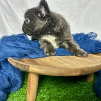 Fluffy Gucci, a male French Bulldog for sale in Mount Vernon, IL – Photo 8 of 9