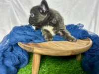 Fluffy Gucci, a male French Bulldog for sale in Mount Vernon, IL – Photo 4 of 10