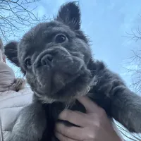 Fluffy Gucci, a male French Bulldog for sale in Mount Vernon, IL – Photo 3 of 9