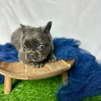 Fluffy Gucci, a male French Bulldog for sale in Mount Vernon, IL – Photo 6 of 9