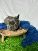 Fluffy Gucci, a male French Bulldog for sale in Mount Vernon, IL – Photo 2 of 10