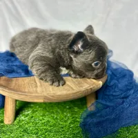 Fluffy Gucci, a male French Bulldog for sale in Mount Vernon, IL – Photo 9 of 9