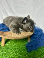 Fluffy Gucci, a male French Bulldog for sale in Mount Vernon, IL – Photo 5 of 10