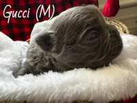 Fluffy Gucci, a male French Bulldog for sale in Mount Vernon, IL – Photo 7 of 10