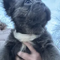 Fluffy Gucci, a male French Bulldog for sale in Mount Vernon, IL – Photo 1 of 9