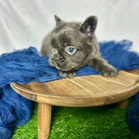 Fluffy Gucci, a male French Bulldog for sale in Mount Vernon, IL – Photo 7 of 9