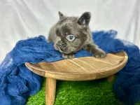 Fluffy Gucci, a male French Bulldog for sale in Mount Vernon, IL – Photo 3 of 10