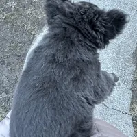 Fluffy Gucci, a male French Bulldog for sale in Mount Vernon, IL – Photo 4 of 9