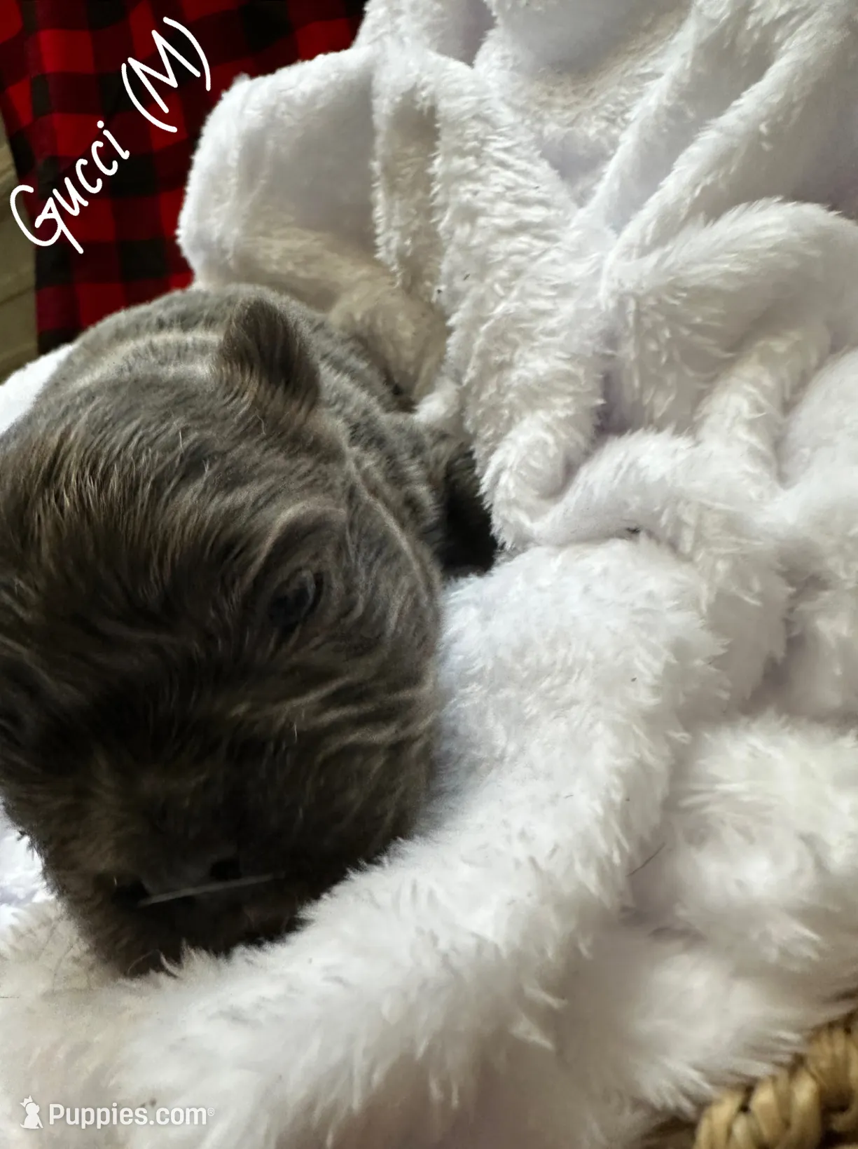 Fluffy Gucci, a male French Bulldog for sale in Mount Vernon, IL – Photo 8 of 10