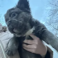 Fluffy Gucci, a male French Bulldog for sale in Mount Vernon, IL – Photo 2 of 9