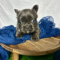 Fluffy Gucci, a male French Bulldog for sale in Mount Vernon, IL – Photo 5 of 9