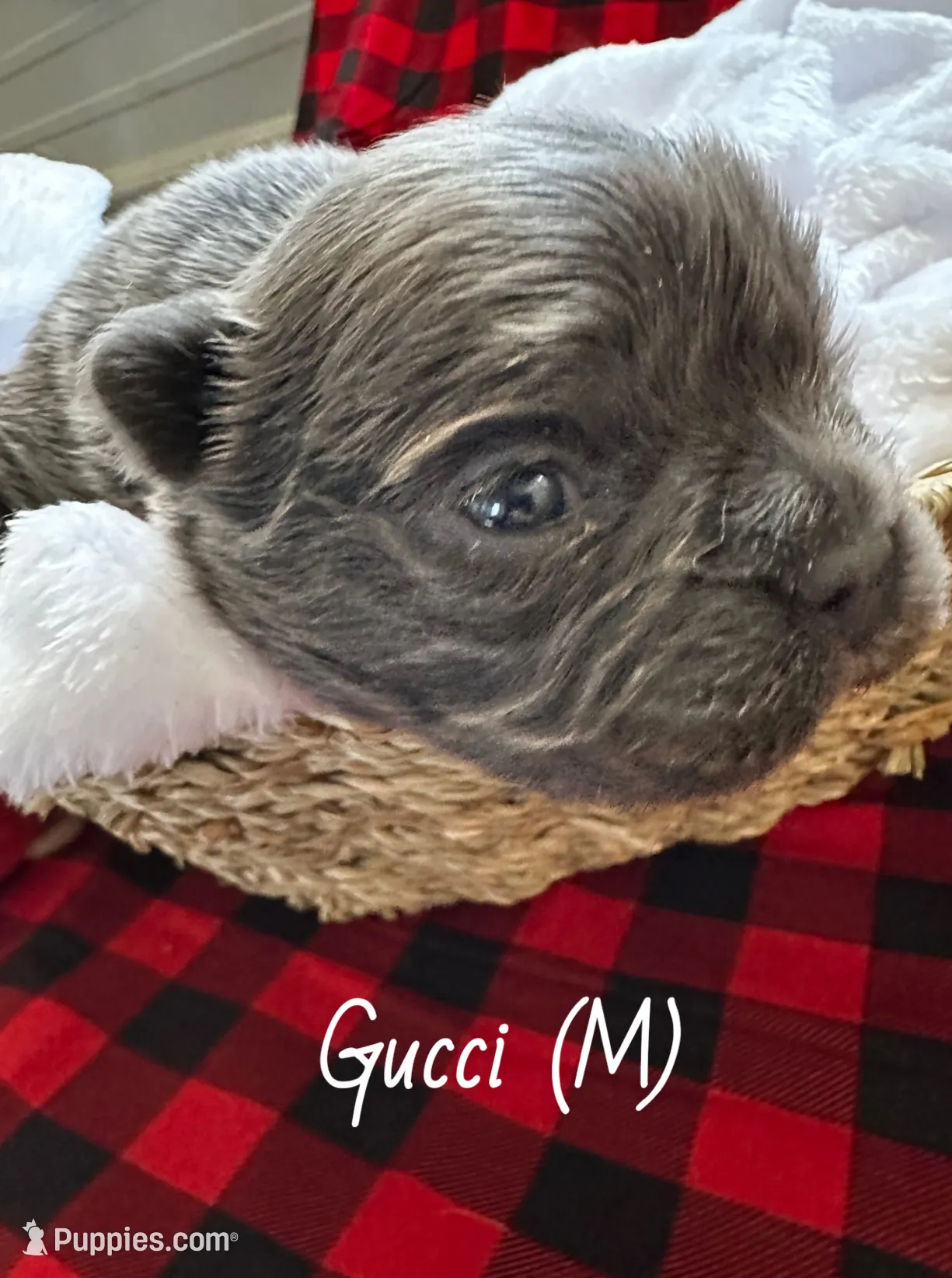 Fluffy Gucci, a male French Bulldog for sale in Mount Vernon, IL – Photo 6 of 10