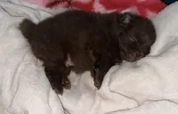 Bear, a male Pomeranian for sale in Kingstree, SC – Photo 4 of 5